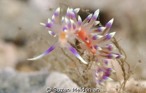 Flabellina Marcosum took four years to finally find this ... by Suzan Meldonian 
